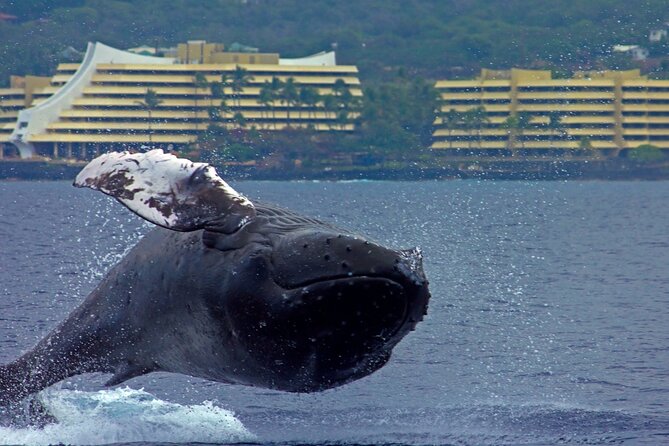 Humpback Whale Watching in Kona Review - Tips for a Memorable Whale Watching Experience