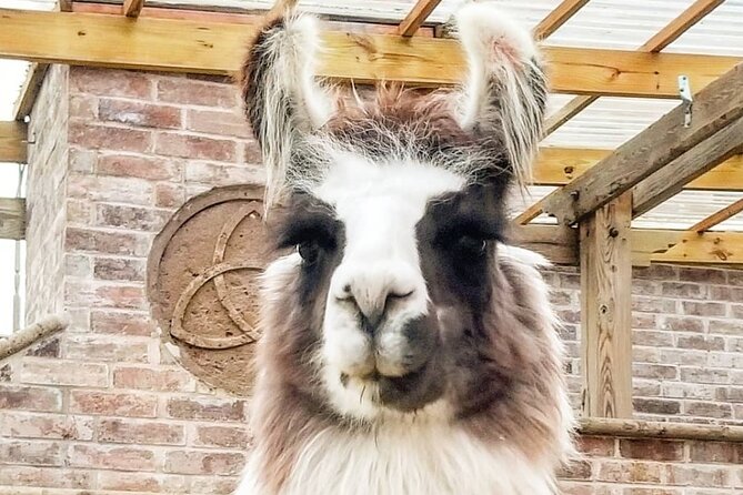 Llama Encounter at ShangriLlama Castle Review - Review Highlights and Personal Impressions