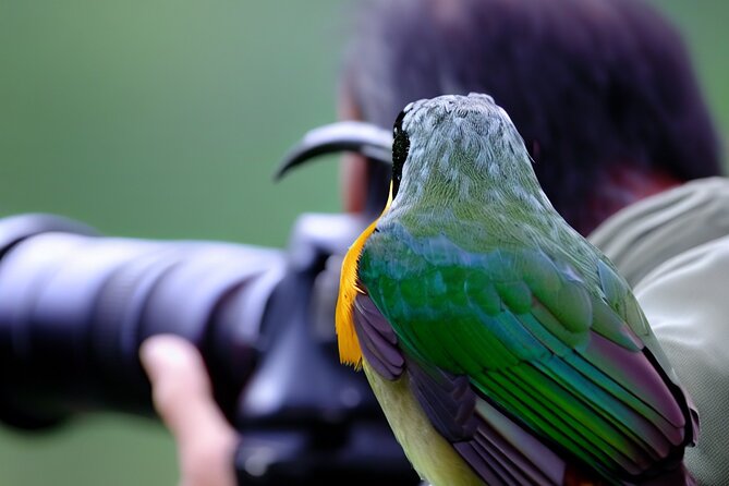 Maui Birdwatching at Maui Bird House - What to Expect on the Tour