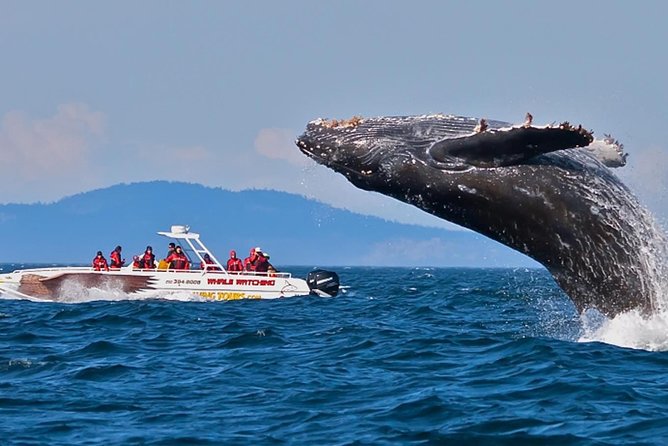 Mirissa Whale Watching, Stilt Fishing & Turtle Tour From Colombo - Accessibility and Participation Guidelines