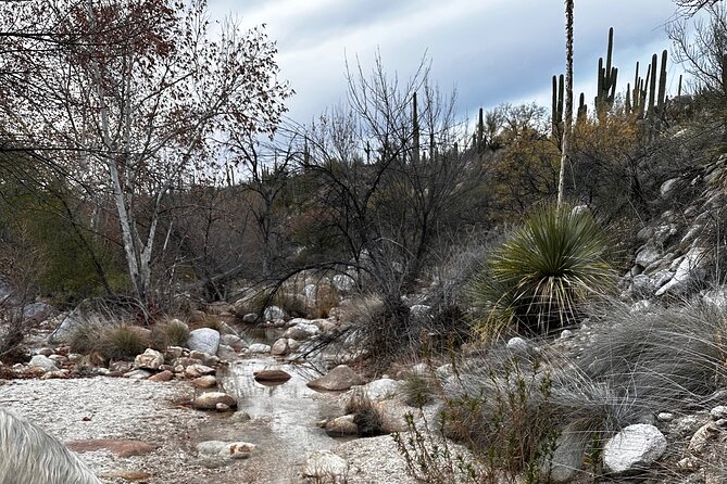 One Hour Guided Horseback Ride - Exploring the Tucson Landscape