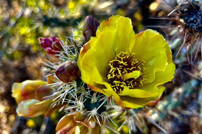 Peaceful Morning Walk Review: A Desert Delight - Booking Details and Cancellation Policy