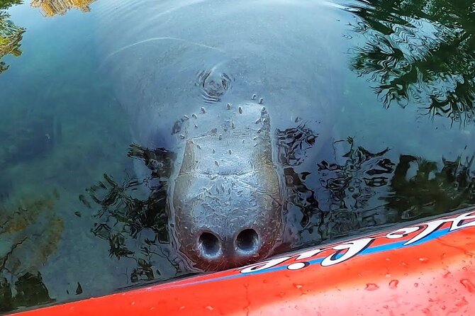 Private Chassahowitzka River Exploration Kayak Tour - Safety Guidelines and Regulations