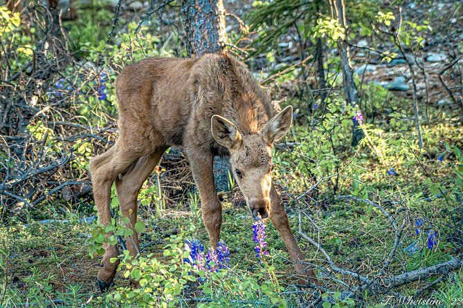 Private Full Day Photography Workshop of Fairbanks - Recap