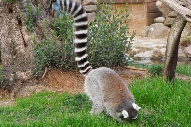 Private Tour of Sonoma Wild Safari Animal Park and Sonoma Redwoods - Highlights of the Tour