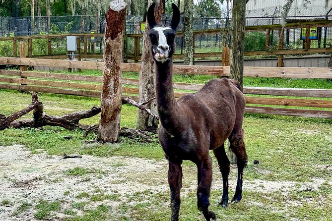 Skip The Line Central Florida Zoo Review - Accessibility Features at the Zoo