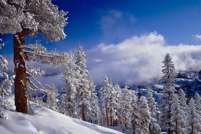 Snowshoe Tour in the Lake Tahoe Mountains - Booking Your Snowshoe Tour