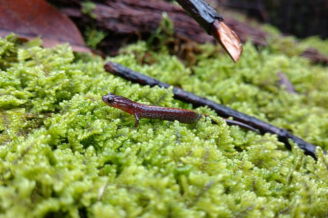 Stroll Back in Time Smokies History Streams and Forest Hike - Frequently Asked Questions