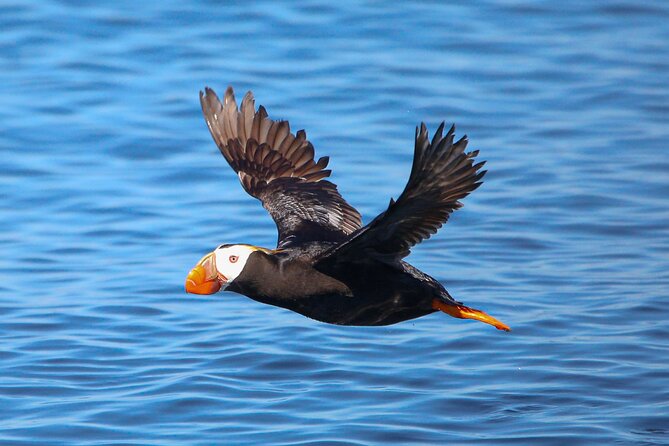Whale Watching + Deception Pass Tour Review - Insights From Previous Tour Reviews
