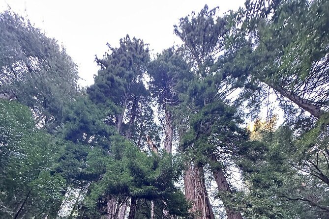 Alcatraz Night Tour & Muir Woods-Sausalito Afternoon or Morning - Frequently Asked Questions