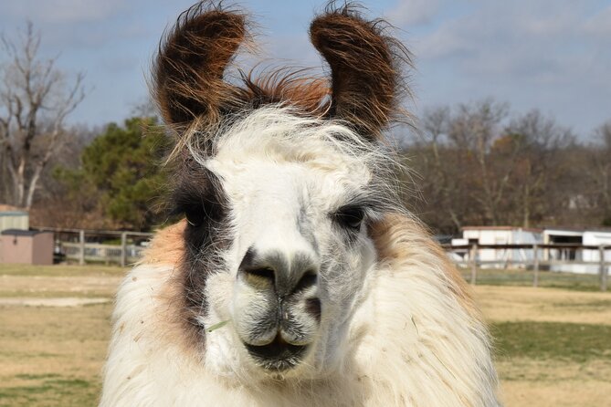 Llama Encounter at ShangriLlama Castle Review - Tips for Making the Most of Your Llama Encounter