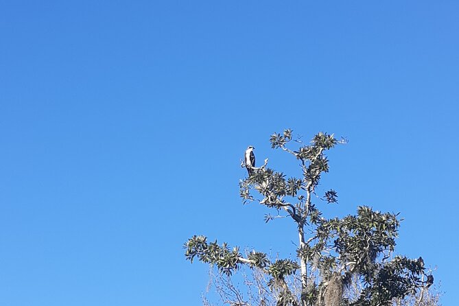 Private Chassahowitzka River Exploration Kayak Tour - Frequently Asked Questions
