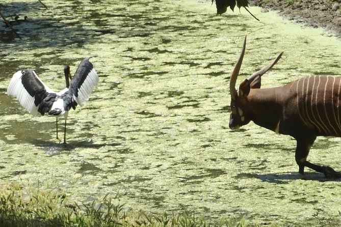 Private Tour of Sonoma Wild Safari Animal Park and Sonoma Redwoods - Recap