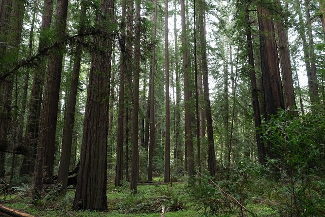 Redwood National and State Parks Self-Guided Audio Driving Tour - What to Expect During Your Tour