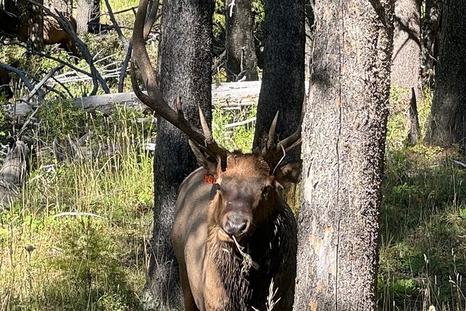 Seniors Special May  Yellowstone Tour Review - Reflections From Guests and Overall Experience Feedback