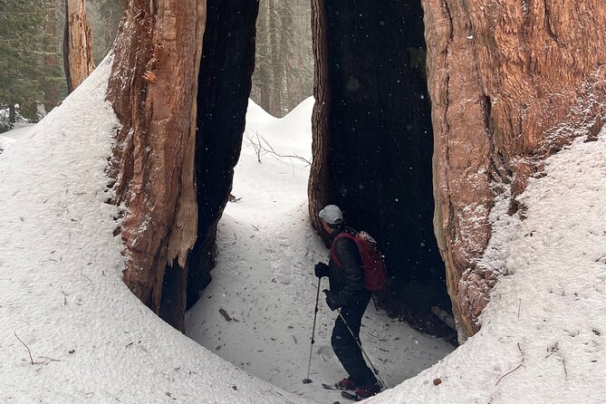Small Group Sequoia Tour Review - Reviews and What Previous Guests Say