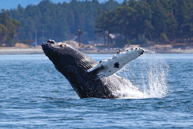 Whale Watching + Deception Pass Tour Review - How to Prepare for Your Tour Experience