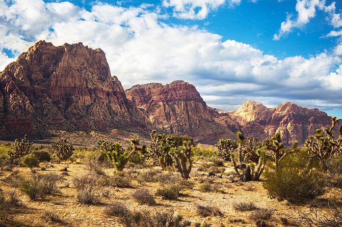 Mojave Desert Walking Trip Review - Tour Logistics and Organization