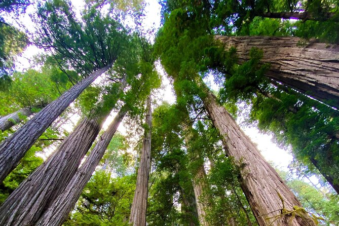 Redwood National and State Parks Self-Guided Audio Driving Tour - Frequently Asked Questions