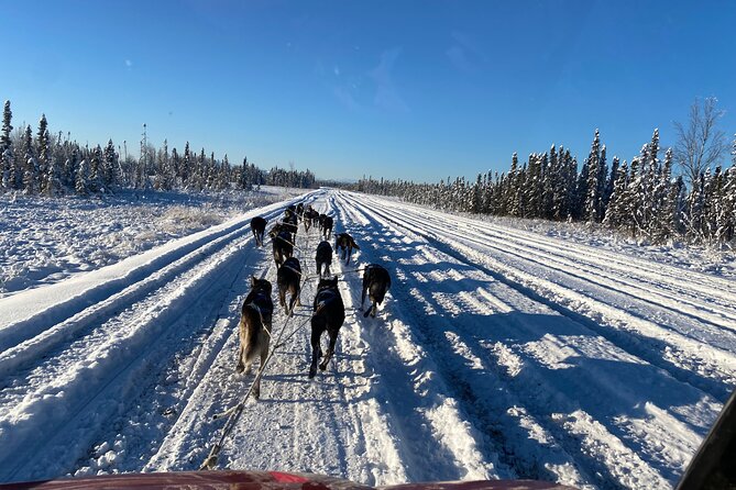 Dog Sledding With Alaskan Huskies Review - About Your Stay