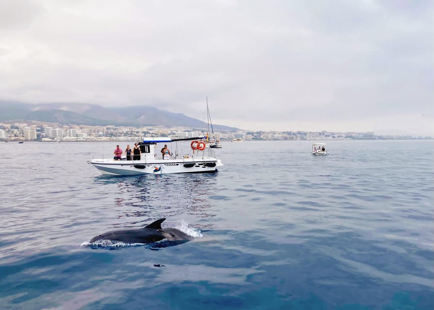 Dolphin Tour Benalmadena Boat Trip With Open Bar