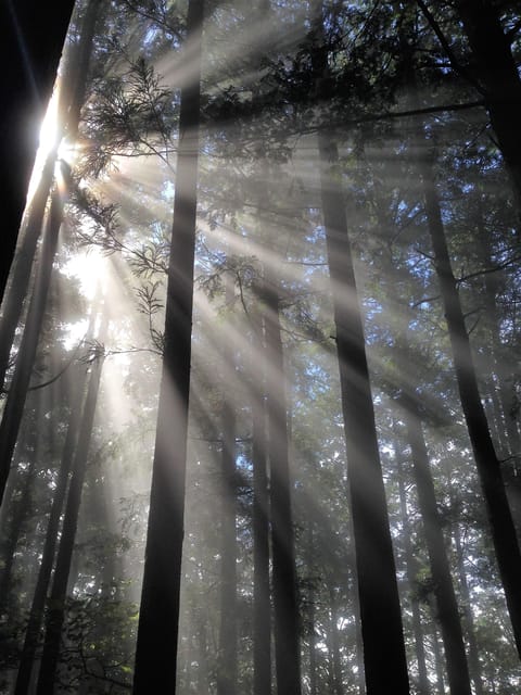 From Tokyo: Chichibu Hiking Day Tour To Mitsumine Shrine - Key Points