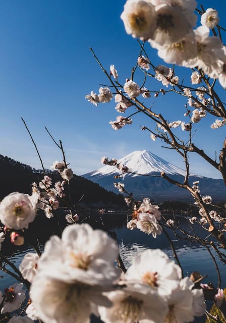 From Tokyo: Mount Fuji and Hakone Private Customize Tour