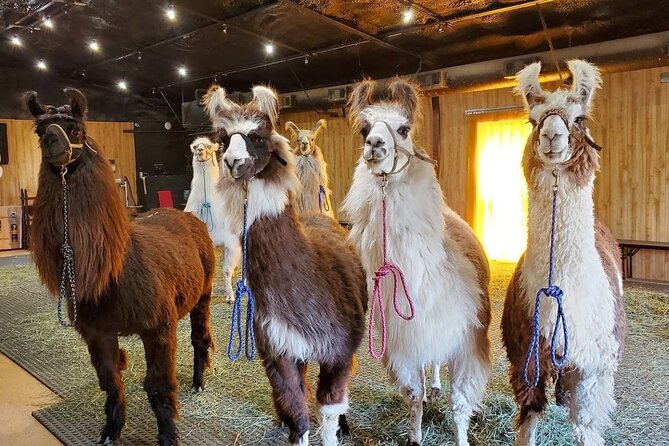 Llama Encounter at ShangriLlama Castle Review - About Your Stay