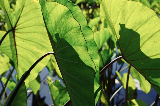 Maui Native Reforestation Experience Review - About Your Stay
