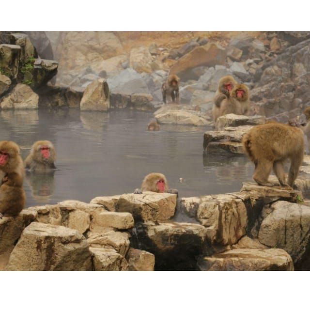 Nagano/Tokyo: Snow Monkey and Zenkoji Temple Private Tour