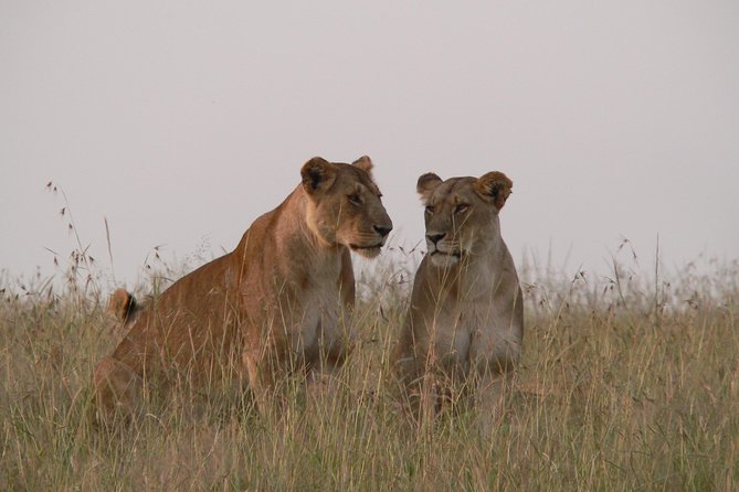 Nairobi Layover