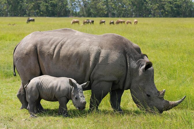 Nairobi National Park Half Day Tour