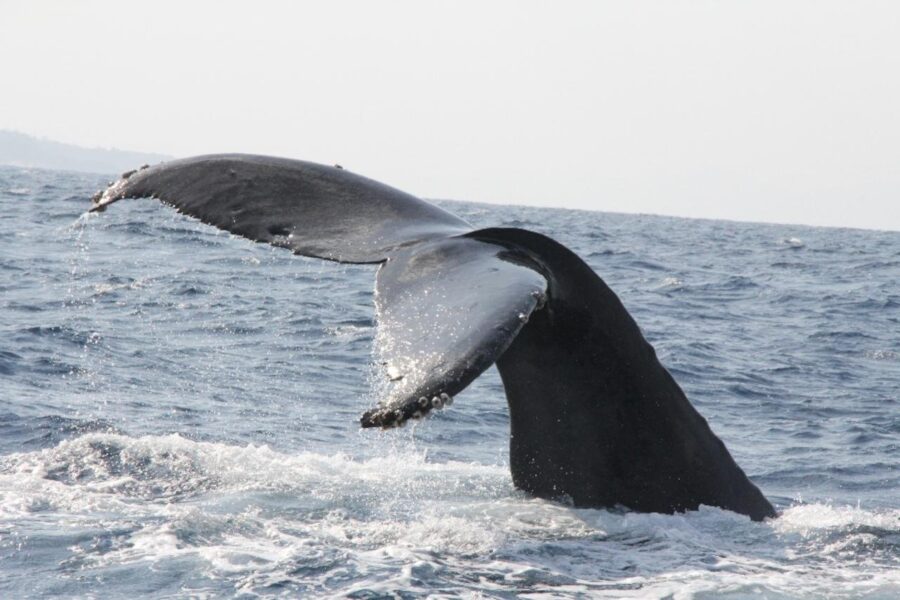 Okinawa: Kerama, Tokashiki Island and Whale Watching Tour