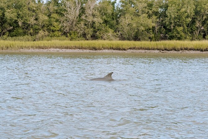 Private Charleston Dolphin Tour - Key Points