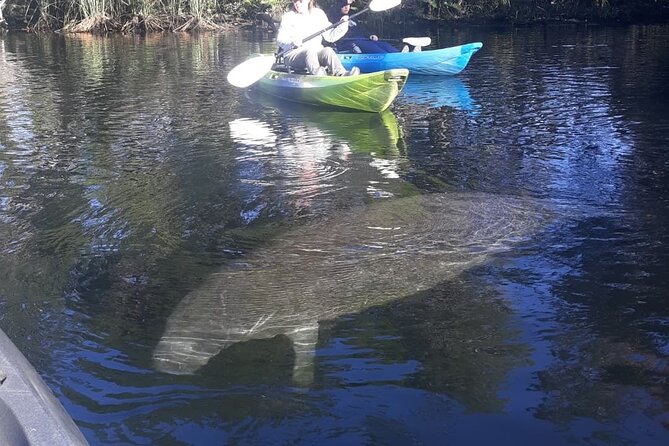 Private Chassahowitzka River Exploration Kayak Tour - Key Points