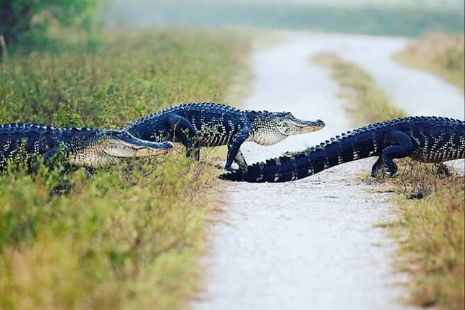 Private Everglades Tour Review: A Memorable Experience - About Your Stay