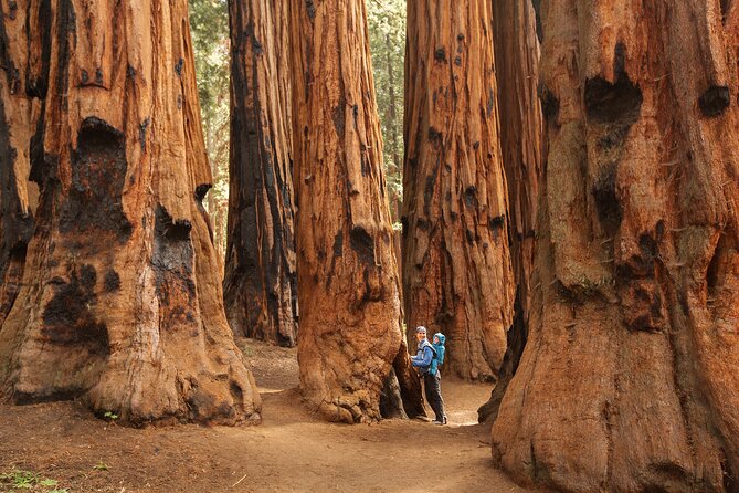 Small Group Sequoia Tour Review - About Your Stay