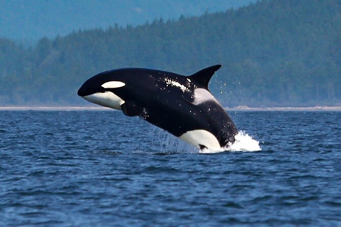 Whale Watching + Deception Pass Tour Review - About Your Stay