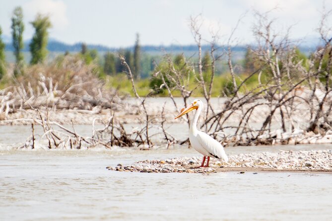 Wilson Scenic Float Review: A Must-Do Experience - About Your Stay