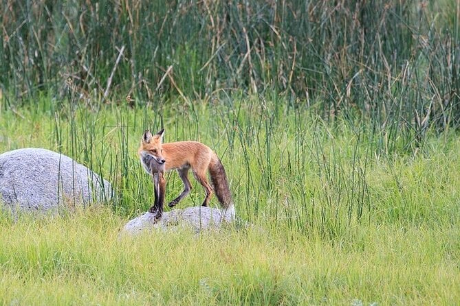 Yellowstone & Grand Teton Natl Parks Day Tour - Private Tour - Key Points