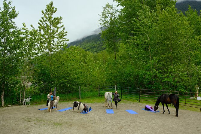 Yoga With Horses Review: a Unique Experience - About Your Stay