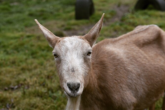 1.5 Hour Immersive Farm Experience Review - About Your Stay