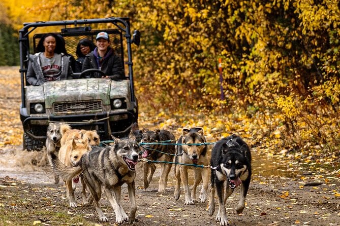 1 Hour Fall Sled Dog Experience Review - About Your Stay