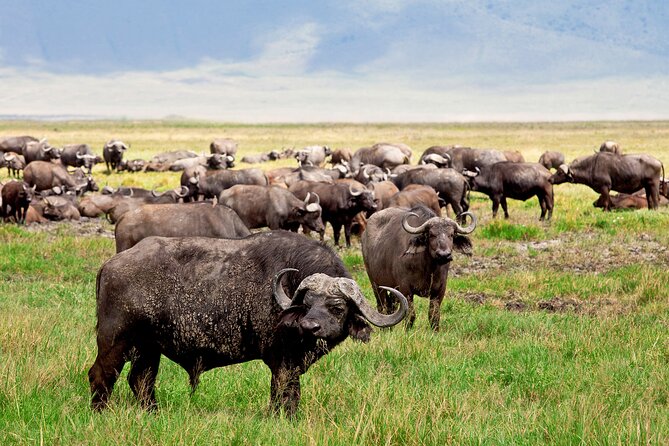 1-Day Ngorongoro Crater Group Safari