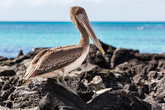 10 Days Galapagos Island Hopping