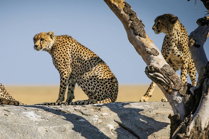 12 Days Amazing Tanzania Wildlife and Cultural Experience - Overview of the Tour