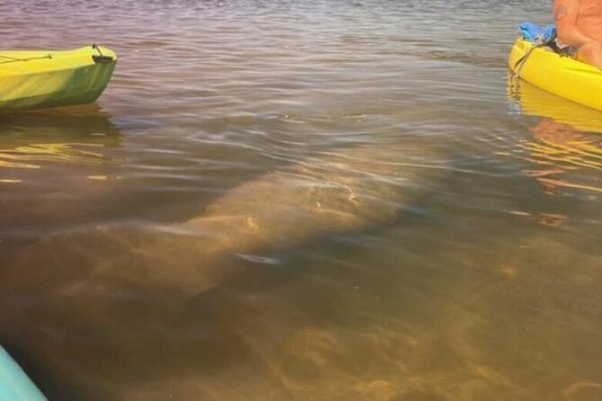 2.5 Hour Kayaking With Manatee and History Tour in Tarpon Springs