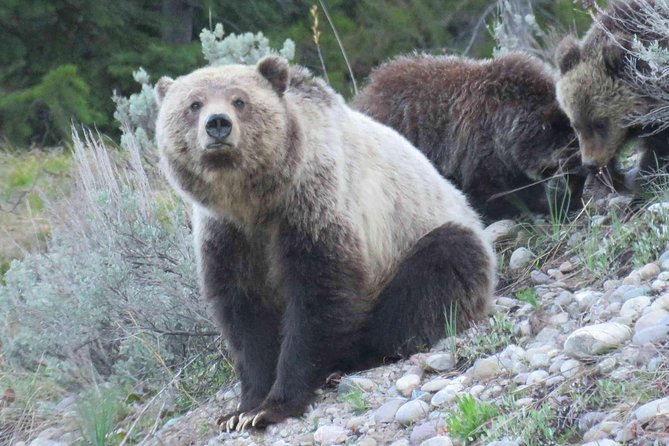 2-Day Private Tour of Yellowstone National Park Lower & Upper Loops