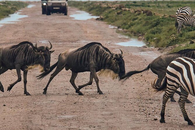 2 Days 1 Night Mikumi National Park: a Perfect Private Safari - Exploring Mikumi National Park