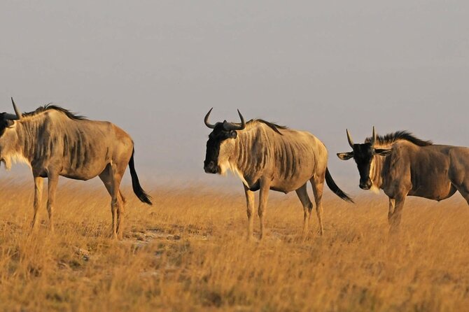 2 Days Amboseli National Park Safari